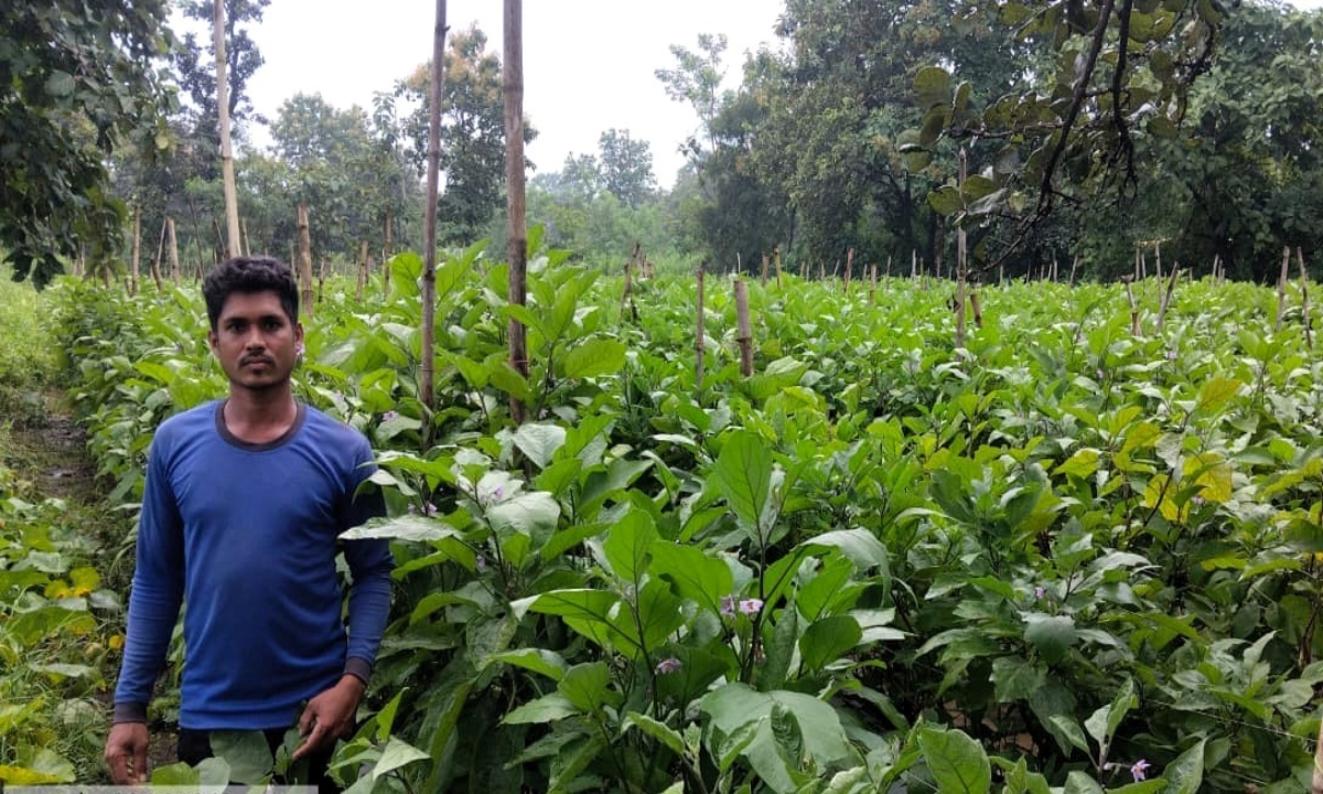 Grafted eggplant technology has transformed a farmer's fortune; Santosh of Adjal earned ₹5 lakh from a single acre.