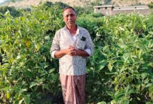 Grafted brinjal technology has transformed farming, and the success of farmer Murli Dhar Sahu from Kharsia has become an inspiration.
