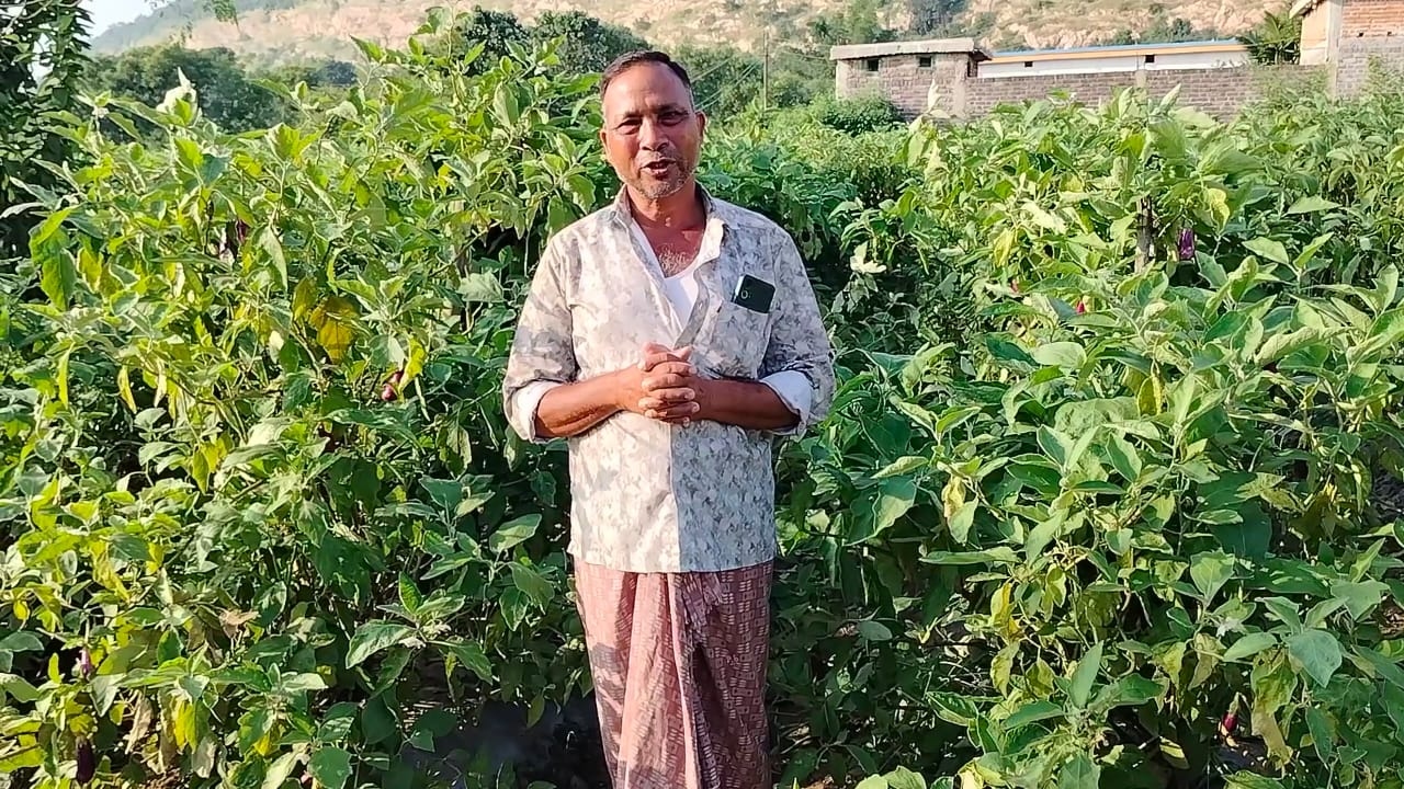 Grafted brinjal technology has transformed farming, and the success of farmer Murli Dhar Sahu from Kharsia has become an inspiration.