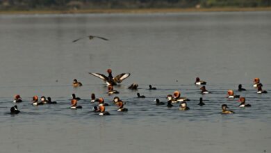 Kopra reservoir becomes Chhattisgarh's first Ramsar site, biodiversity conservation gets global recognition