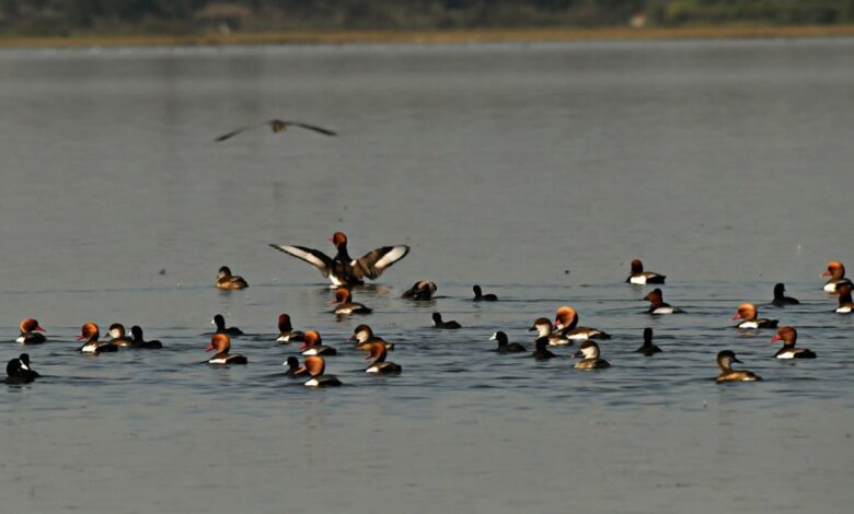 Kopra reservoir becomes Chhattisgarh's first Ramsar site, biodiversity conservation gets global recognition