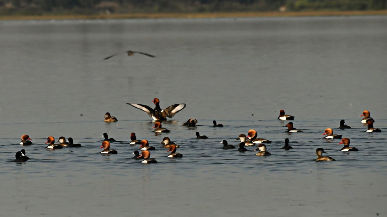 Kopra reservoir becomes Chhattisgarh's first Ramsar site, biodiversity conservation gets global recognition