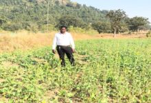 PMDDKY boosts farmers' income: Jashpur maize model becomes successful example