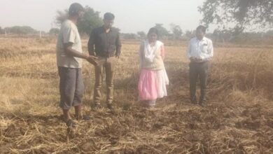 From banking to farming: Vivek Dhar Diwan sets a new example of crop diversification in the face of water scarcity.