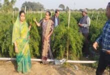 Drip irrigation technology has transformed farming: Mukesh Chaudhary earns millions from his rice and chili crops.