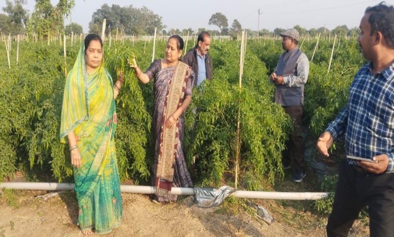 Drip irrigation technology has transformed farming: Mukesh Chaudhary earns millions from his rice and chili crops.