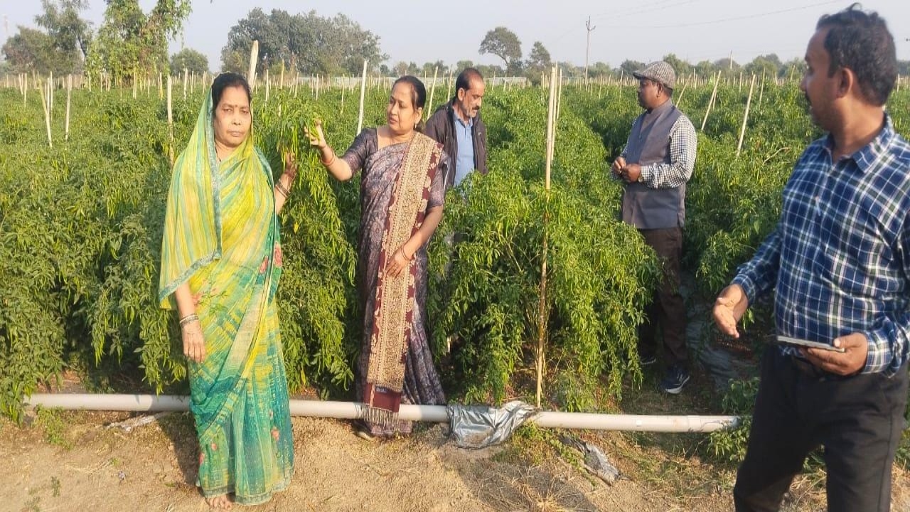 Drip irrigation technology has transformed farming: Mukesh Chaudhary earns millions from his rice and chili crops.