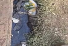 Live-in partner murdered: Killed after a drinking party, body stuffed in a sack and thrown into a drain.