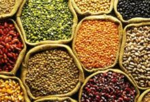 The central government has approved the procurement of pulses and oilseeds from farmers; the Kharif crop will be purchased through Markfed and cooperative societies.