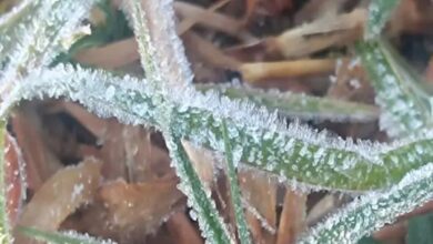 Cold wave wreaks havoc in Surguja.