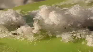 Intense cold wave grips Chhattisgarh... dew freezes into ice; relief expected in 3 days.