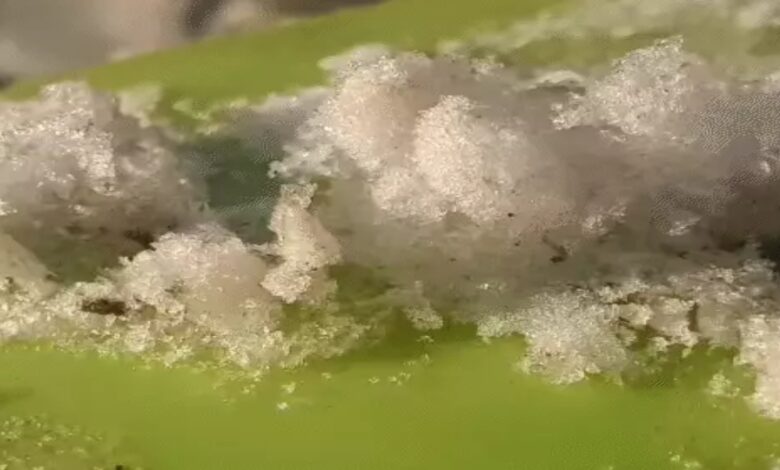 Intense cold wave grips Chhattisgarh... dew freezes into ice; relief expected in 3 days.