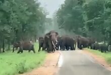 Elephants return home: 97 wild elephants have settled in Madhya Pradesh after 100 years.