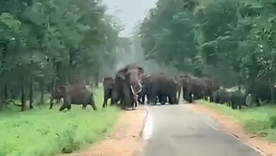 Elephants return home: 97 wild elephants have settled in Madhya Pradesh after 100 years.