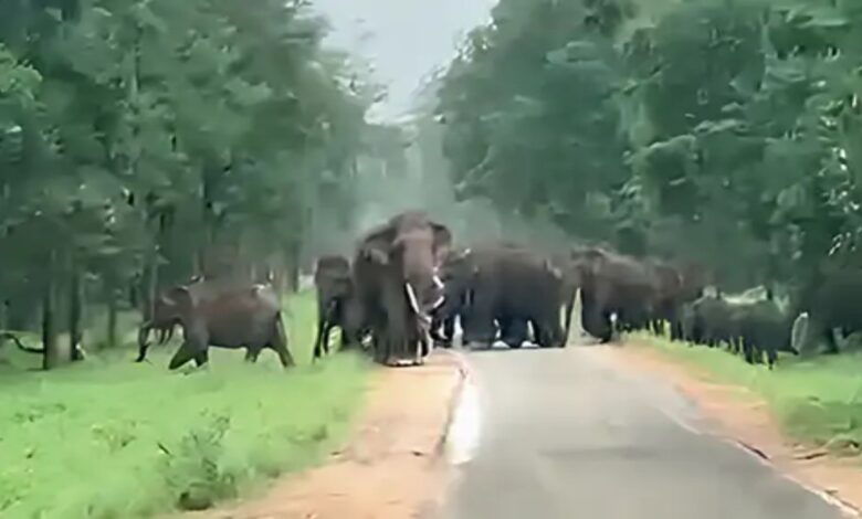 Elephants return home: 97 wild elephants have settled in Madhya Pradesh after 100 years.