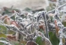 The effect of cold winds is being felt in Chhattisgarh; dew has frozen into ice in Surguja and Mainpat.