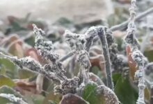 Cold wave alert in Chhattisgarh: Mainpat is the coldest, and dew has frozen into ice in Pendra-Surguja.