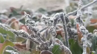 Cold wave alert in Chhattisgarh: Mainpat is the coldest, and dew has frozen into ice in Pendra-Surguja.