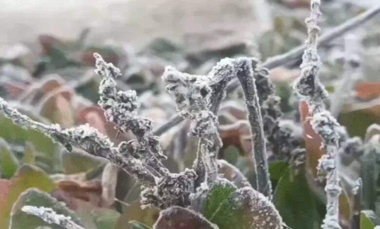 Cold wave alert in Chhattisgarh: Mainpat is the coldest, and dew has frozen into ice in Pendra-Surguja.