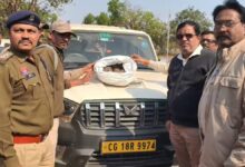 Illegal pangolin trafficking ring busted.