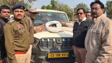 Illegal pangolin trafficking ring busted.