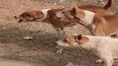 Human rabies declared a 'notifiable disease' in the capital.