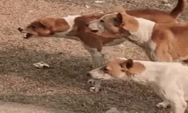 Human rabies declared a 'notifiable disease' in the capital.