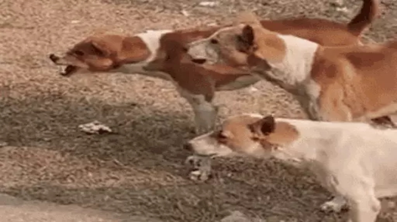 Human rabies declared a 'notifiable disease' in the capital.