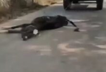 A dead cow was tied to a tractor and dragged for 2 kilometers; the video went viral. Bajrang Dal said, "Insult to Mother Cow will not be tolerated."