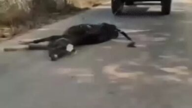 A dead cow was tied to a tractor and dragged for 2 kilometers; the video went viral. Bajrang Dal said, "Insult to Mother Cow will not be tolerated."