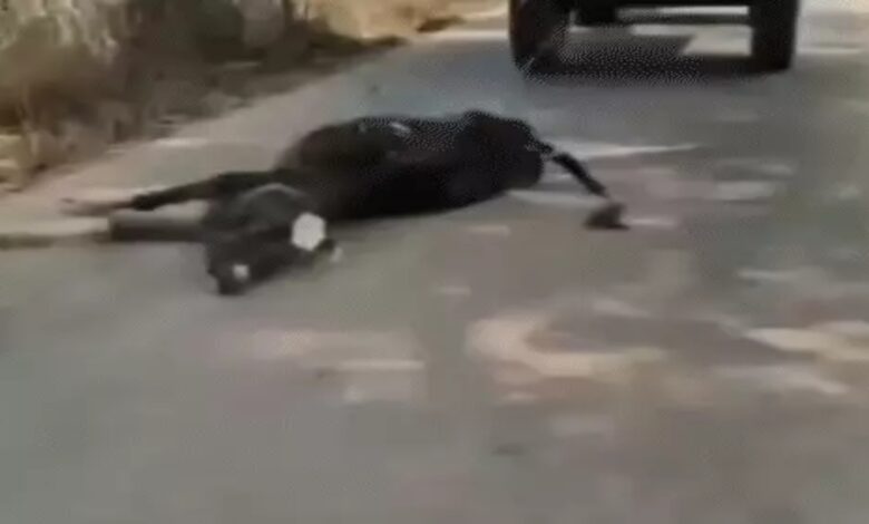 A dead cow was tied to a tractor and dragged for 2 kilometers; the video went viral. Bajrang Dal said, "Insult to Mother Cow will not be tolerated."