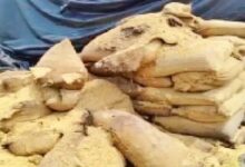 Rats ate 5.71 crore worth of paddy? 18,433 quintals missing in Mahasamund, no action taken against those responsible.