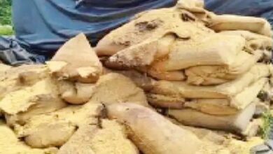 Rats ate 5.71 crore worth of paddy? 18,433 quintals missing in Mahasamund, no action taken against those responsible.