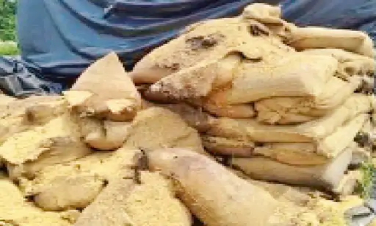 Rats ate 5.71 crore worth of paddy? 18,433 quintals missing in Mahasamund, no action taken against those responsible.