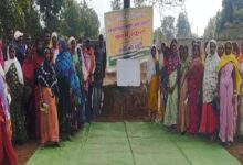 After 50 years, Rabi cultivation returns to the tribal region of Dhamtari, transforming the agricultural landscape with ragi production across 35 acres.