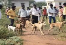 तेलंगाना के गांवों में हफ्तेभर में 500 कुत्तों की हत्या,6 लोगों के खिलाफ FIR