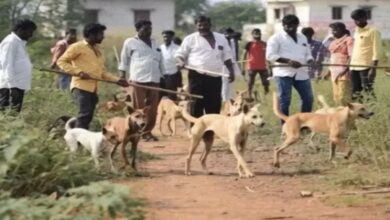 तेलंगाना के गांवों में हफ्तेभर में 500 कुत्तों की हत्या,6 लोगों के खिलाफ FIR