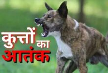 Stray dog ​​menace: 16 victims in 24 hours, 47 in 14 days