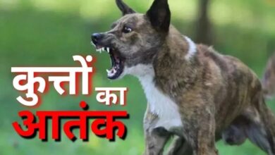 Stray dog ​​menace: 16 victims in 24 hours, 47 in 14 days