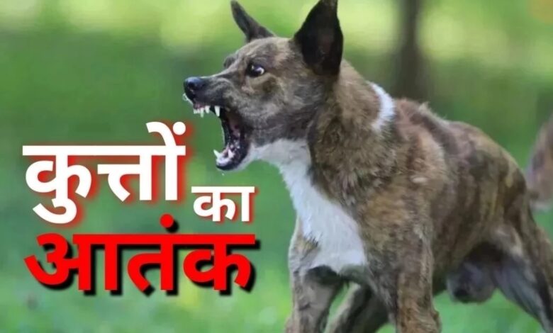 Stray dog menace: 16 victims in 24 hours, 47 in 14 days
