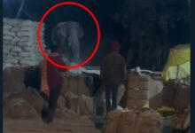 Elephant enters paddy procurement centre, staff and villagers panic
