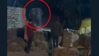 Elephant enters paddy procurement centre, staff and villagers panic