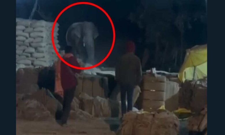 Elephant enters paddy procurement centre, staff and villagers panic