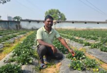 Horticultural farming has transformed farmer Lal Bahadur Singh's financial situation: Strawberries yield double the profit compared to rice.