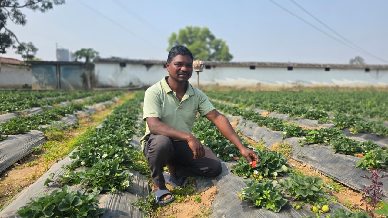 Horticultural farming has transformed farmer Lal Bahadur Singh's financial situation: Strawberries yield double the profit compared to rice.