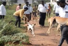 The killing of stray dogs continues in villages: 1100 deaths in one month.