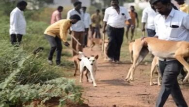 The killing of stray dogs continues in villages: 1100 deaths in one month.