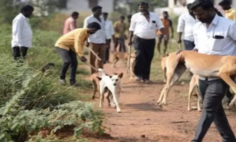 The killing of stray dogs continues in villages: 1100 deaths in one month.