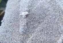 Rain and increasing cold in Chhattisgarh raise the risk of hypothermia in children.