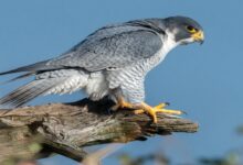 The peregrine falcon, the world's fastest flying bird, was spotted in Udanti-Sitanadi.